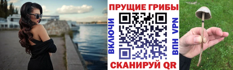 хочу   Зеленогорск  Псилоцибиновые грибы Psilocybine cubensis 